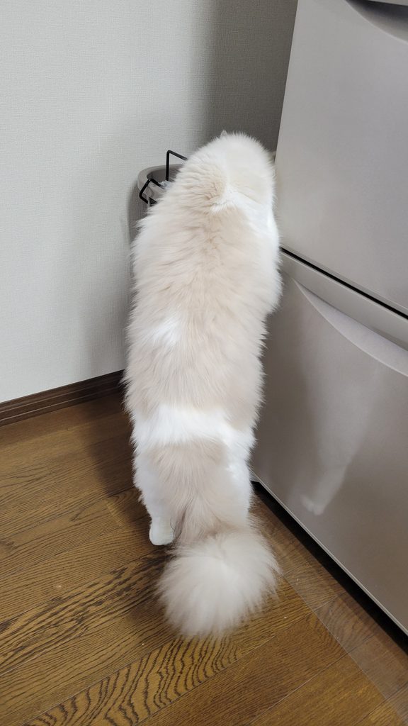 まだ子猫のまま？🙀